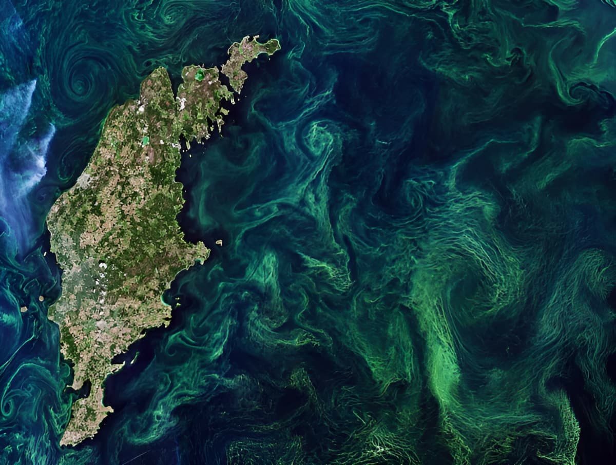 Aerial view of algal bloom
